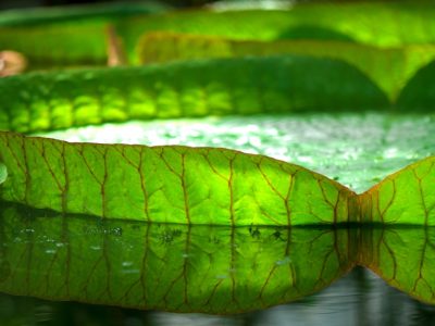 Quelle végétation choisir pour une piscine naturelle?